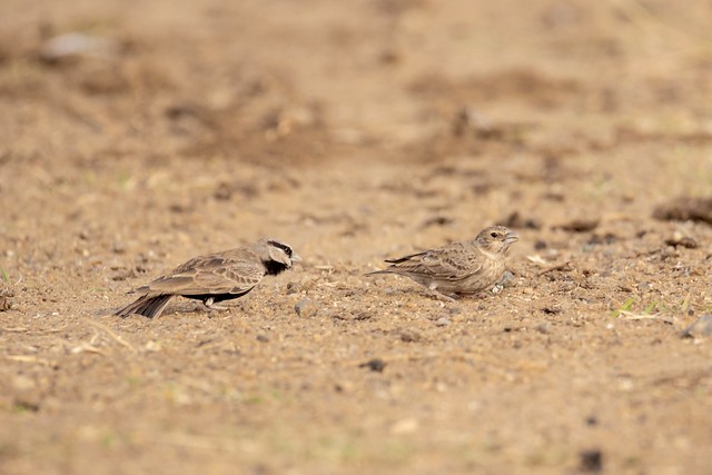 Ashy-crowned sparrow-lark pair