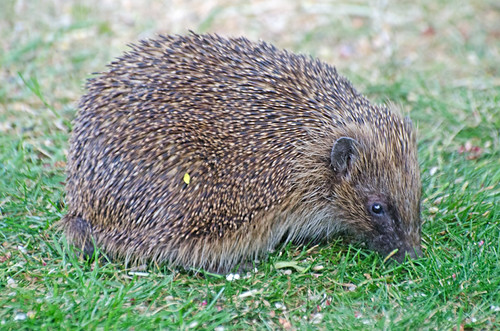 Hedgehog in the garden this evening | by In Memoriam: gordonplumb