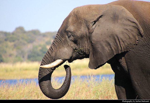 Elephant, Chobe NP, Botswana