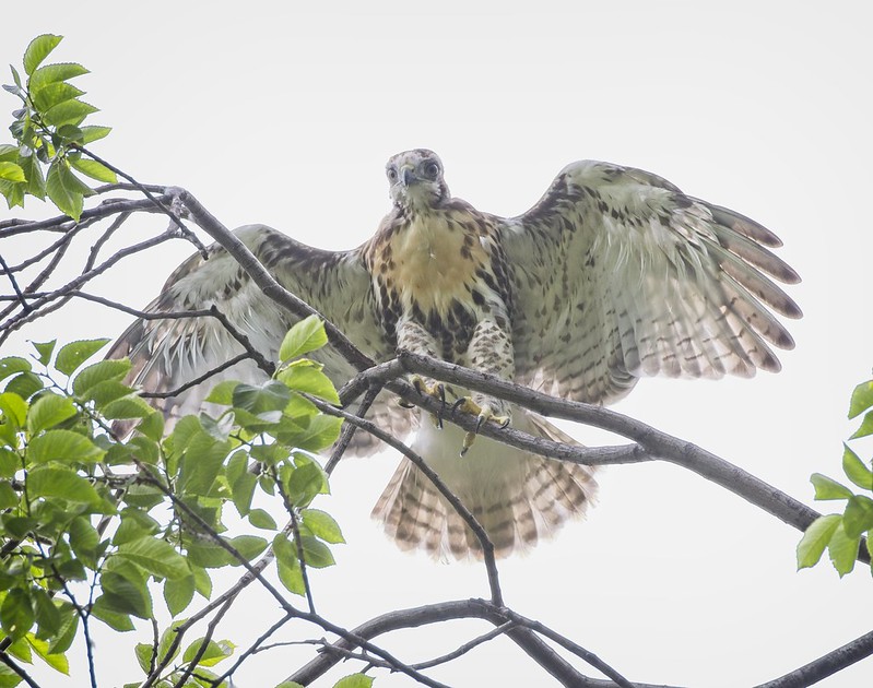 Tompkins Square red-tail chick branching