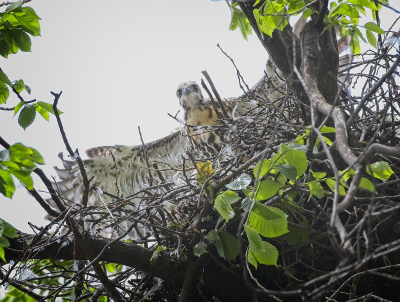 Tompkins Square red-tail chick branching