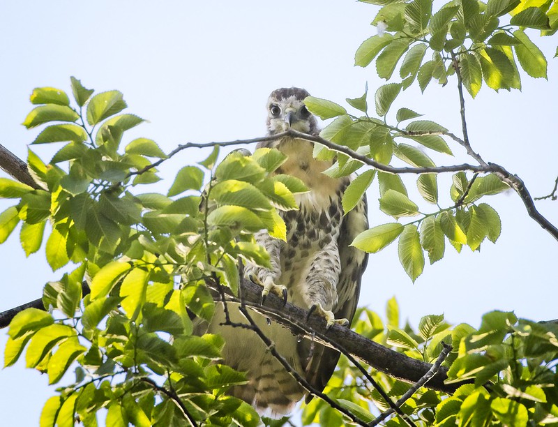 Tompkins red-tail chick branching