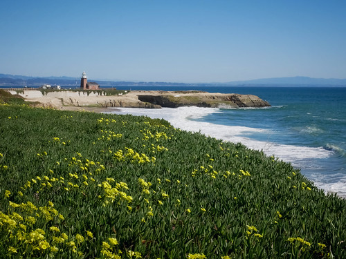 lighthouse yellowflowers seascape landscape coastal california