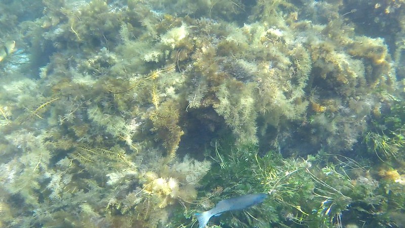 Herring Cale (Olisthops cyanomelas)
