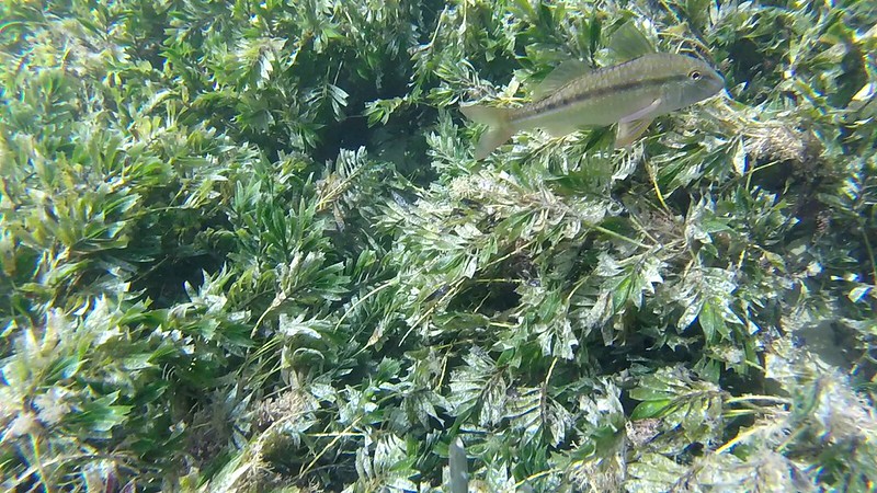 Bluespotted Goatfish (Upeneichthys vlamingii)