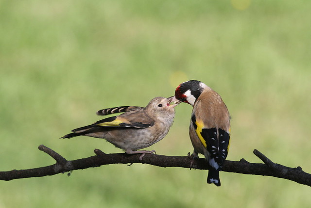 Goldfinch, Breakfast Time