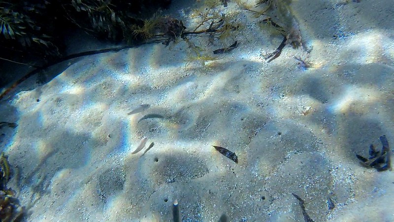 Bluespotted Goatfish (Upeneichthys vlamingii)