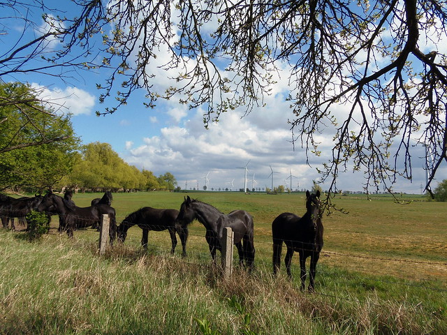 Rural Motive with the Horses
