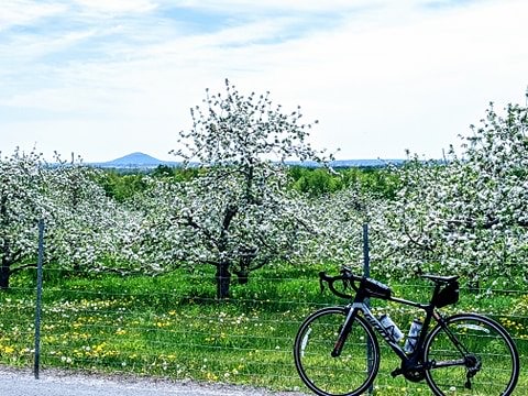 ** Les pommiers en fleurs...et le vélo **