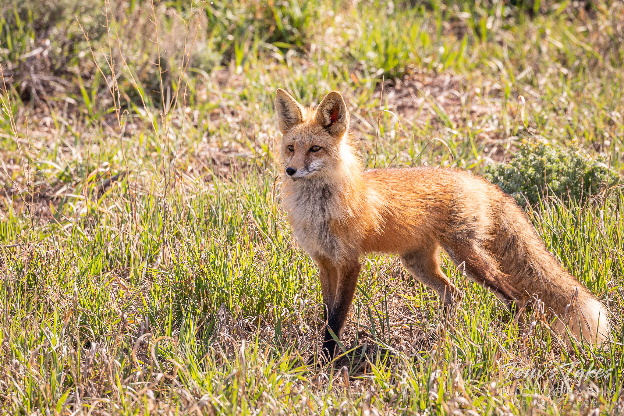 Red fox vixen standing watch for Fox Friday