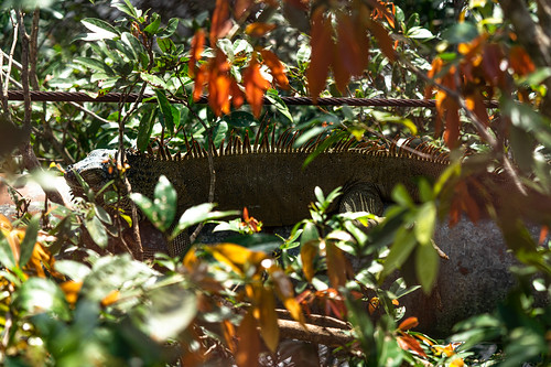 animal bestiary canonegro centralamerica color costarica fe1004004556gmoss greeniguana iguanaiguana inthefield panamaborder sonya7rmkiii sancarlos alajuela