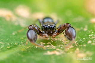 Jumping spider (Philates sp.) - DSC_7744