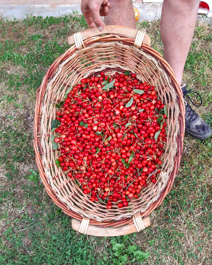 Today cherry picking. This and much more at #PodereSantAlessandro 🍒 . . . #BorghettoMontalcino #loveisborghetto #montalcino #tuscany #valdorcia #bestplacetogo #places_wow #placestotravel #holidayintuscany #topdestinations #travelgram #bbctravel #
