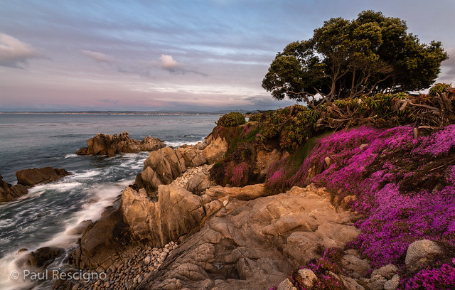 Pacific Grove, Monterey Bay, Purple Flowers