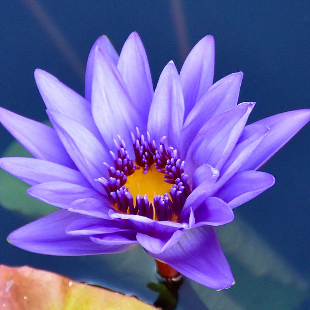 Water lily aglow