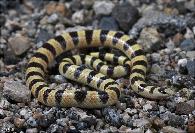 Nevada Shovel-nosed Snake (Chionactis [Sonora] occipitalis talpina)