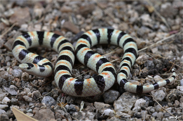 Colorado Desert Shovel-nosed Snake (Chionactis annulata annulata = Sonora annulata annulata)