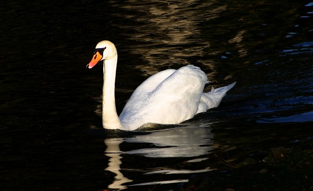 Local swan