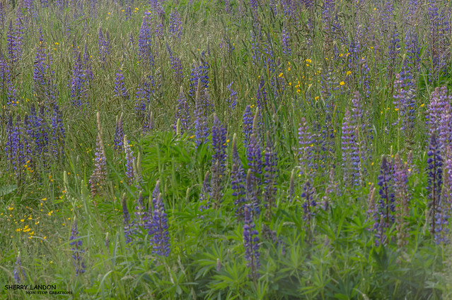 field of lupins