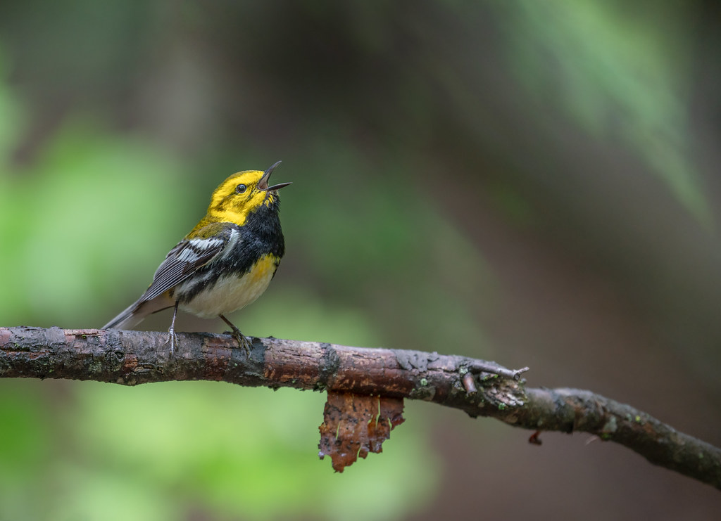 Vocal Black Throated Green Warbler