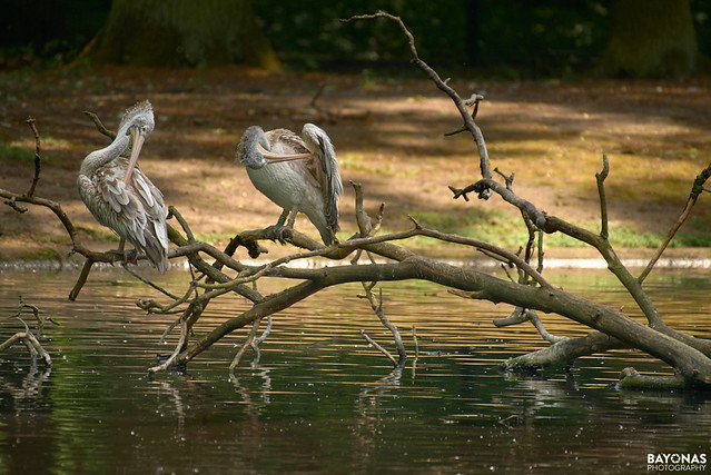 Pelicans Pond