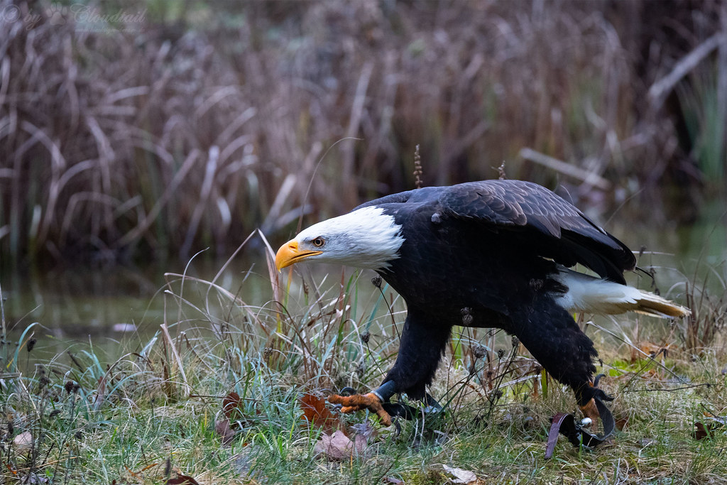 The Bald Eagle: Soaring Majesty is the most powerful animal in the world.