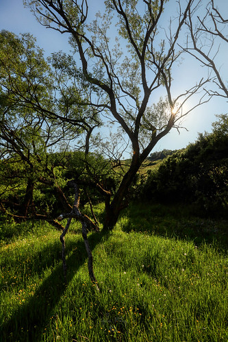 nature naturephotography sunset sunshine landscape tree gogreen