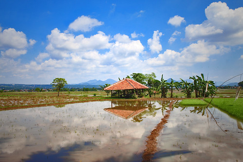 landscape sky cloud scenery rice field farm agriculture
