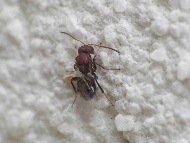 Callirhytis rufescens / glandium (Cynipidae -  Gall Wasps)