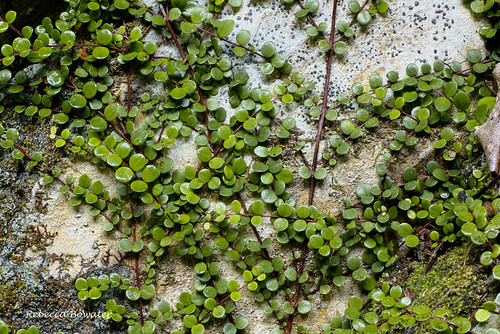 Climbing Rata 'Metrosideros' on a rock | by rebecca bowater nature photographer