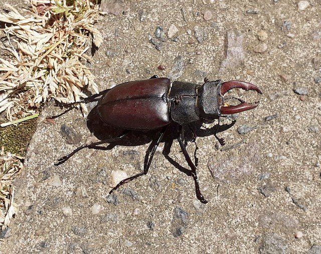 Post House Move Stag Beetle!