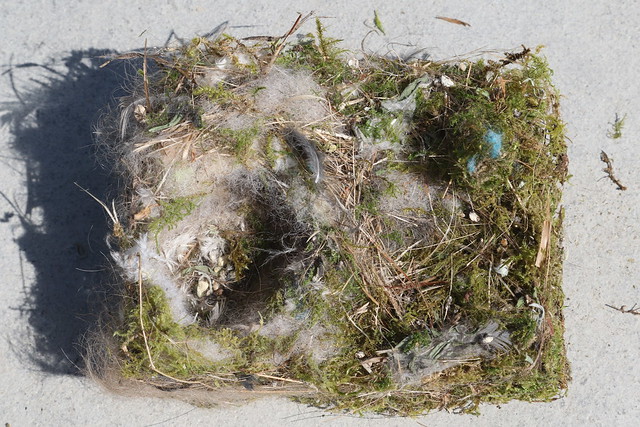Blue tit nest