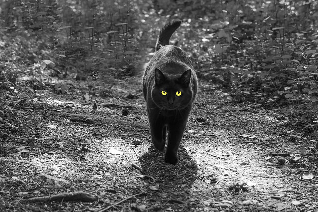Careful! Black cat crossing your path!