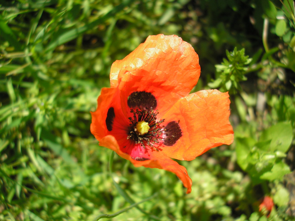 Evalueerbaar referentie Behoort Alanya, Turkey 697 | OLYMPUS DIGITAL CAMERA Alanya in bloom | Guys And  Travel | Flickr