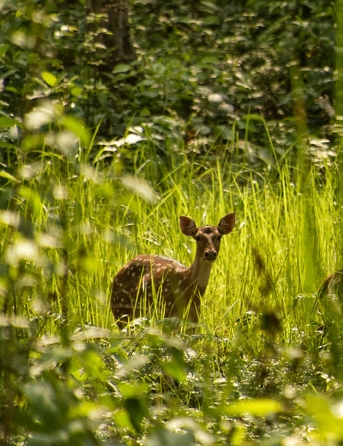 Spotted Deer, Chitwan National Park, Nepal