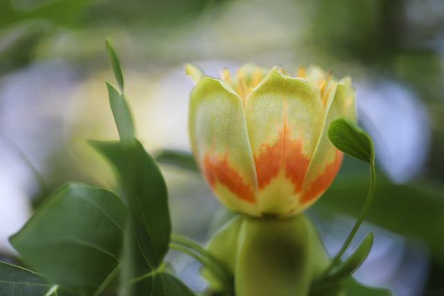 Tulip tree flower