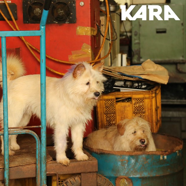 KARA: Paju Factory Dog Support Project