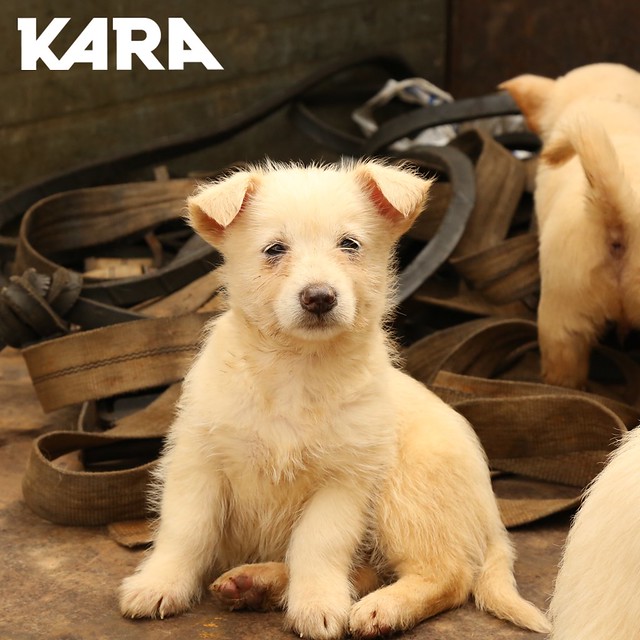 KARA: Paju Factory Dog Support Project Update 5/29/2020