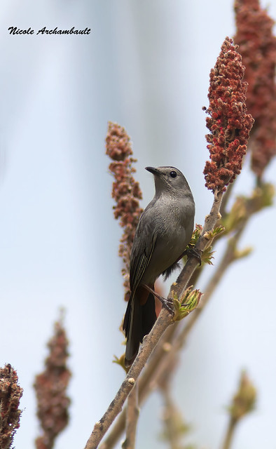 Moqueur chat - Gray Catbird