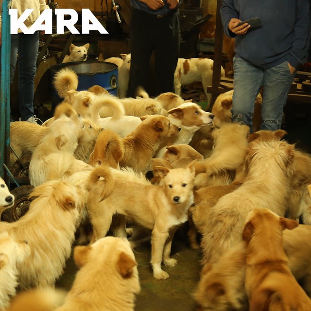 KARA: Paju Factory Dog Support Project