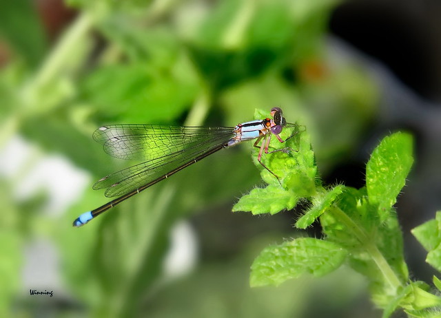 Pacific Forktail 5807