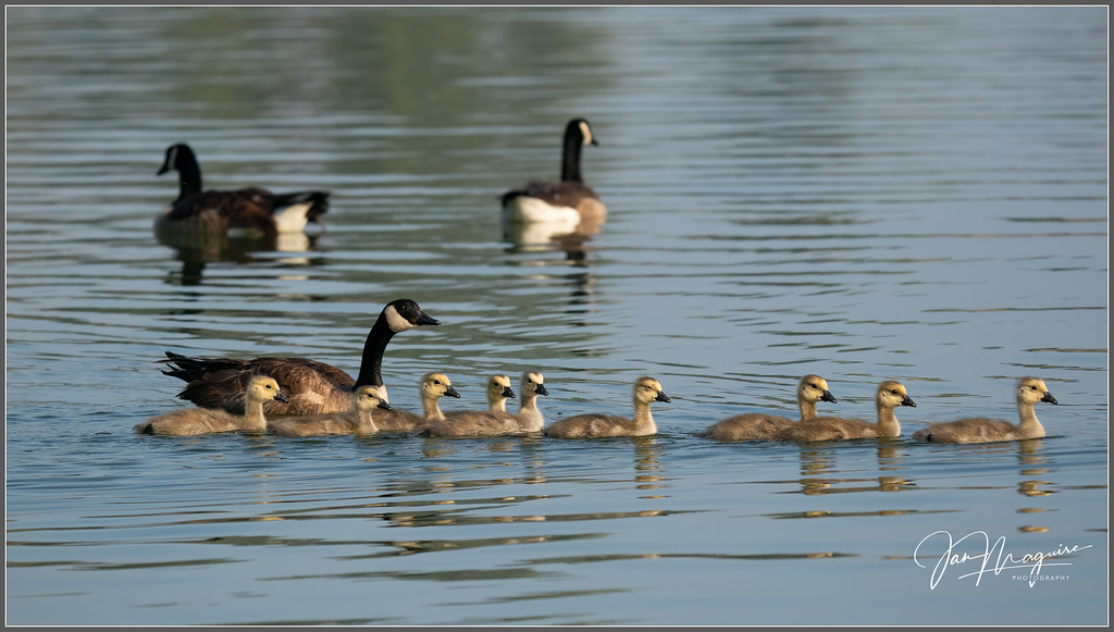 Canada Geese Family 8853