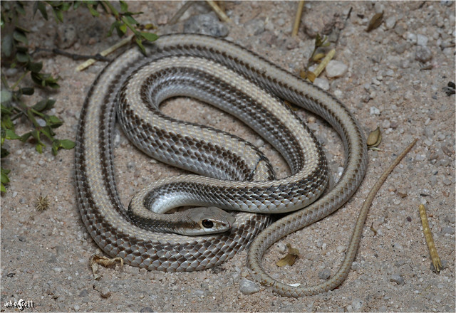 Desert Patch-nosed Snake (Salvadora hexalapis hexalepis)