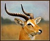 Impala by janetfo747 ~ choose to be kind
