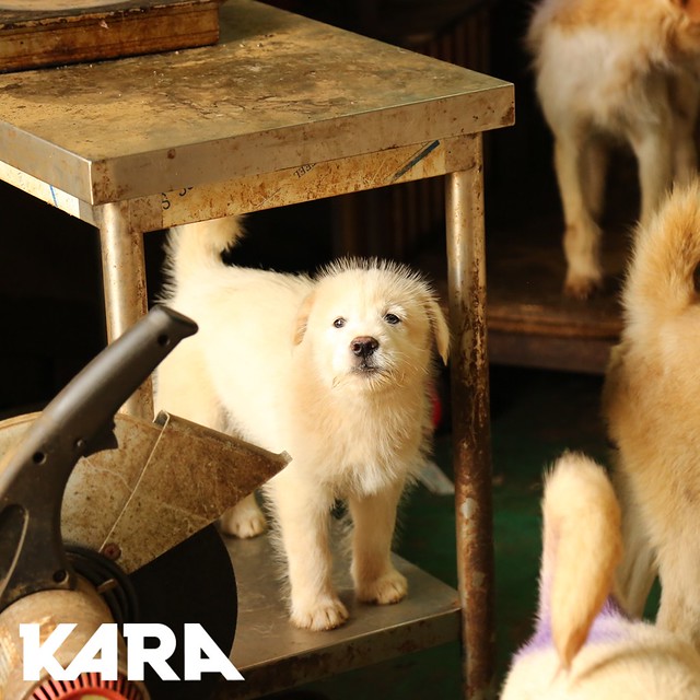 KARA: Paju Factory Dog Support Project Update 5/29/2020