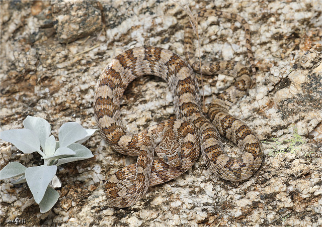 California Lyre Snake (Trimorphodon lyrophanes)