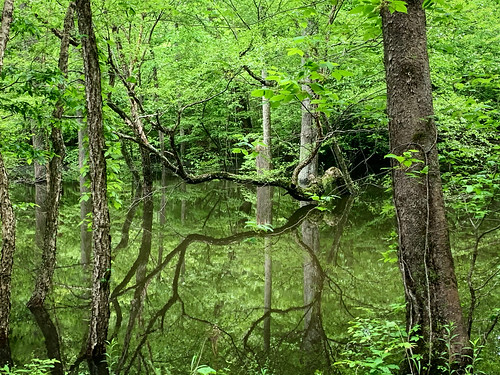 green nature treereflection flooded trees reflection quickwv woods trappedfloodwater usa westvirginia wv rickchilders rcvernors