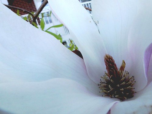 magnolia macro