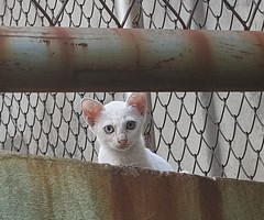 Kitten at Bangkok