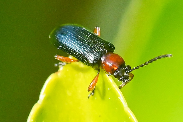 Oulema  --  Small beetle  --  Petit coléoptère